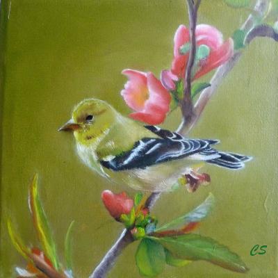 Amerikaanse Goudvink Doek 20x20