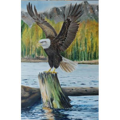 Amerikaanse Zeearend 1 Paneel 40x60