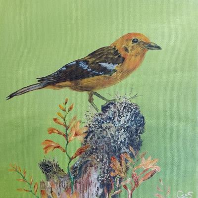 Appelvink Doek 20x20