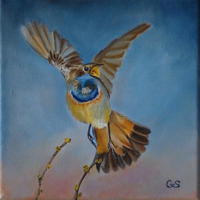 Blauwborst Doek 20x20