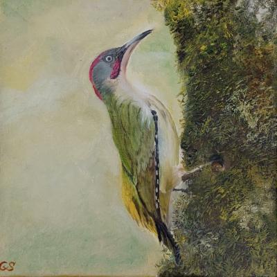 Groene Specht Doek 20x20